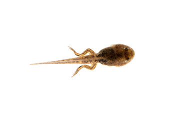 Fejervarya cancrivora tadpole on isolated backkground, Fejervarya cancrivora tadpole