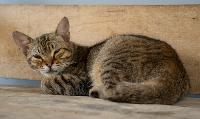 Sleepy Cat Relaxing on a Wooden Surface