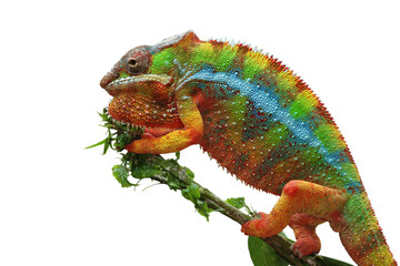 Beautiful color skin of panther chameleon on branch, The panther chameleon on tree