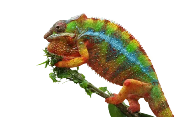 Fotobehang Beautiful color skin of panther chameleon on branch, The panther chameleon on tree © kuritafsheen