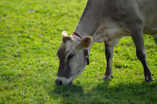 Cow in alpine meadow. Beefmaster cattle in green field. Cow in meadow. Pasture for cattle. Cow in the countryside. Cows graze on summer meadow. Rural landscapes with cows. Cows in a pasture.