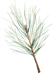 Watercolor Pine branch. Hand drawn botanical elements isolated on white.