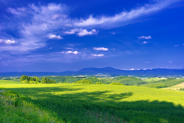 北海道・美瑛町 初夏の小麦畑と遠方に臨む大雪山