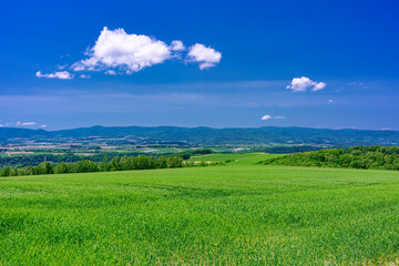 北海道・美瑛町 初夏の小麦畑の風景