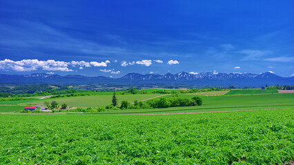 北海道・美瑛町 初夏のかしわ園公園付近からの風景