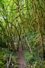 Ruine d'un vieux moulin au bord de la Valserine, Rivière sauvage