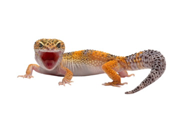 Eublepharis macularius wild type female closeup on isolated background,  Leopard gecko "eublepharis macularius" on isolated background