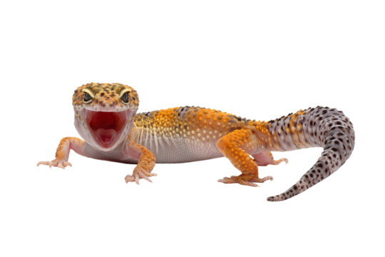 Eublepharis macularius wild type female closeup on isolated background,  Leopard gecko "eublepharis macularius" on isolated background
