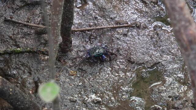 A face banded crab, feeding on mangrove roots in muddy wetlands environment, close-up shot during the low tide period.
