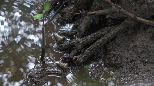 Group of face banded crabs and tree climbing crabs, feeding on mangrove leaves and roots in wetlands environment with sea snail lying on the mudflats, close-up shot during the low tide period.