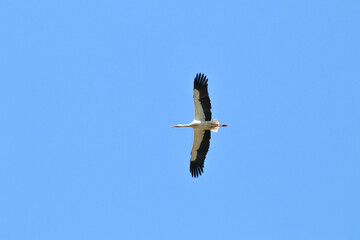 Ornithology. Stork (Ciconia ciconia) flying on blue sky background. Copy space. 