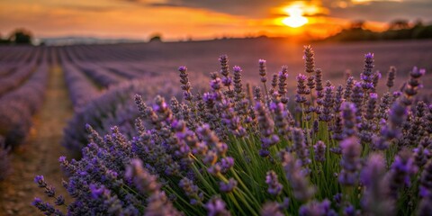 Fototapeta premium A close-up of a lavender field in full bloom, the rows of purple flowers extending toward the horizon, bathed in soft evening light.