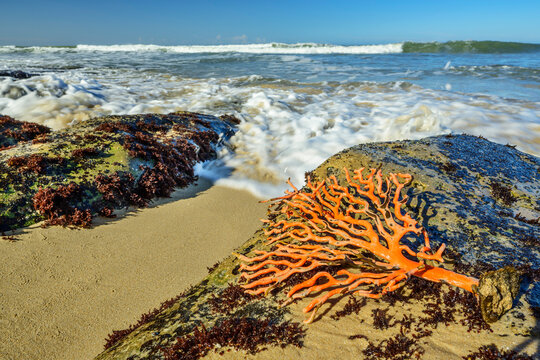 Orange colored coral on rocks at beach in Eastern Cape, South Africa