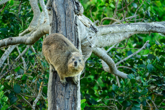 Rock hyrax on tree trunk at forest of Route National Park in Eastern Cape, South Africa