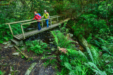 Hikers walking on wooden bridge over stream in forest of Eastern Cape, South Africa