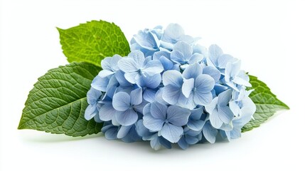 A detailed image of a single hydrangea flower with blue petals, isolated on a white background