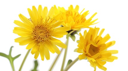 Isolated chamomile flowers on white background. Photo shows chrysanthemum flowers on white background. Beautiful yellow dandelion flowers isolated on white background.