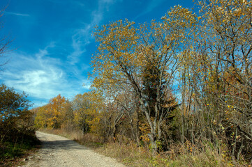 A scenic view of mountain peaks under the sun on a forest ridge on a mountainside with golden aspens and bright autumn colors creating a virtual color palette.