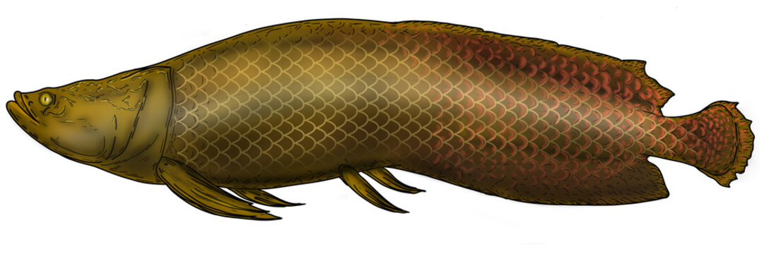 arapaima, Arapaima gigas, Arapaimidae, Chordata, Actinopterygii
