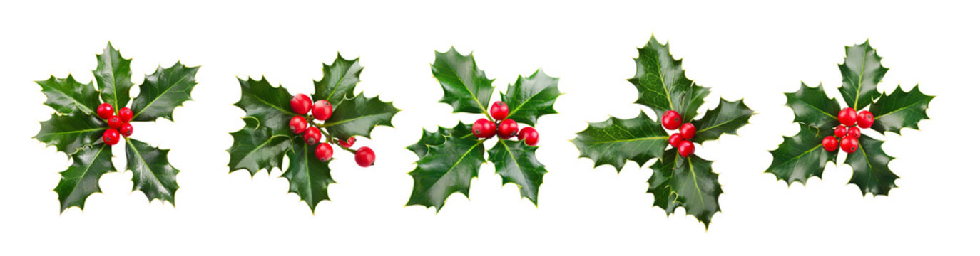 Collection set of Holly branches with leaves and berries, traditional natural green and red Christmas and Holidays ornaments isolated on transparent background, png file