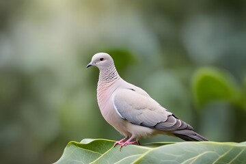 Fototapeta premium African collard dove bird blurry nature background, AI Generated