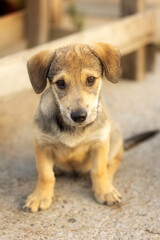 Brown mutt puppy dog sitting outdoor. Mixed-breed