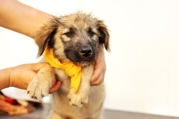 Fuzzy puppy mutt dog with yellow scarf