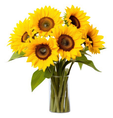 Fototapeta premium PNG Sunflower inflorescence asterales freshness.