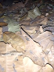 Photo of dry leaves on the ground