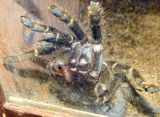 Macro view of a tarantula spider