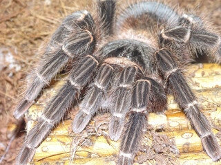 Brazilian Salmon Pink Birdeater Tarantula (Lasiodora parahybana)