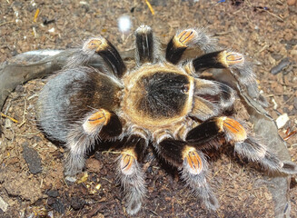 Brachypelma hamorii (Mexican Redknee Tarantula)