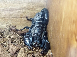 Black scorpion in a casket