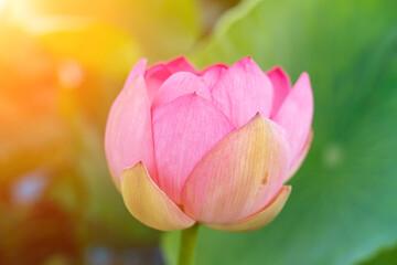 Fototapeta premium A pink lotus flower sways in the wind, Nelumbo nucifera. Against the background of their green leaves. Lotus field on the lake in natural environment.