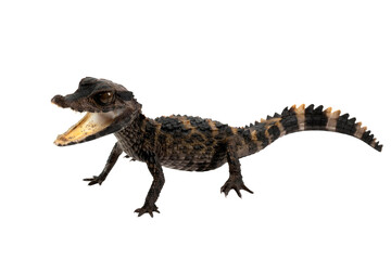 Dwarf caiman paleosuchus trigonatus (Smooth fronted caiman) closeup isolated on white background, Dwarf caiman paleosuchus trigonatus closeup