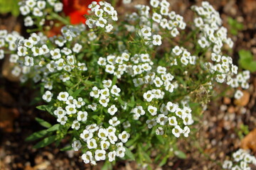 可愛らしい白いお花