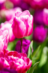 Tulips in a vibrant spring field in the Netherlands. Blooming spring flowers. Tulips flower in garden. Spring flowers blooming in the garden. Field of tulips. Spring flowers.