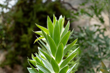 close up of a silver tree