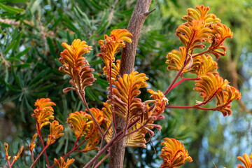 orange flowers in the garden