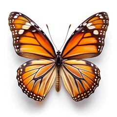 Fototapeta premium butterfly isolated on white background