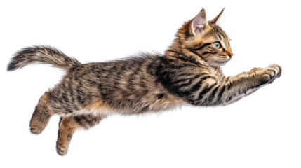 A playful tabby cat leaps gracefully through the air, showcasing its agility and energy in a dynamic pose.