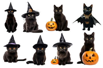 PNG Halloween costume pet set, transparent background