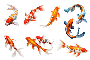 PNG koi fish animal set, transparent background