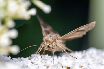 A detailed macro shot of a beautiful moth perched on white flowers, showcasing its intricate features