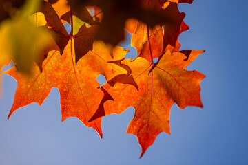 Beautiful autumn landscape. Autumn foliage.Falling maple leaf seasons. Maple leaves yellow, orange, red. Autumn leaves of maple trees. Autumn fall leaves in sunlight. Natural fall background.