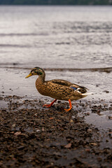 Beautiful duck in Loch Ness in Fort Augustus. Highlands of Scotland. Scotland, United Kingdom. 