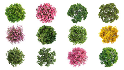 PNG tree top view, transparent background