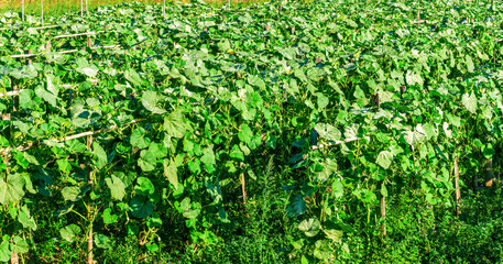beautiful farmland landscape with green rows of plants and vegetables on a spring or summer farm field , rural natural background