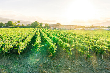 rows of wineyard with grape on a winery during sunset, panoramic view of wine farm with grape plantation in Italy