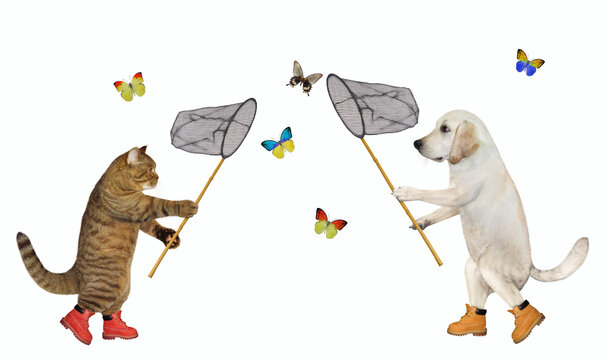 Cat and dog labrador catching butterflies